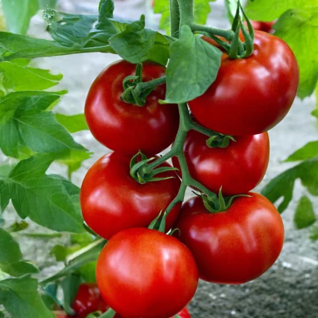 Semințe Profesionale