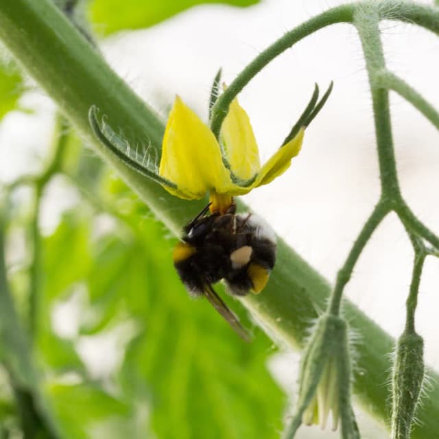 IPM & Control Biologic