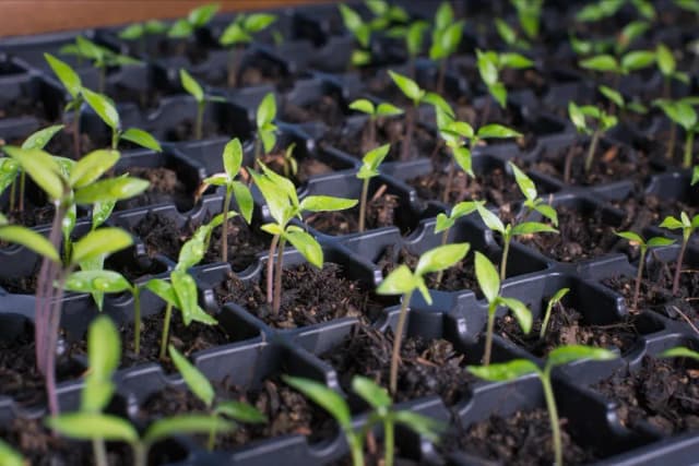 Plante Tinere & Răsaduri