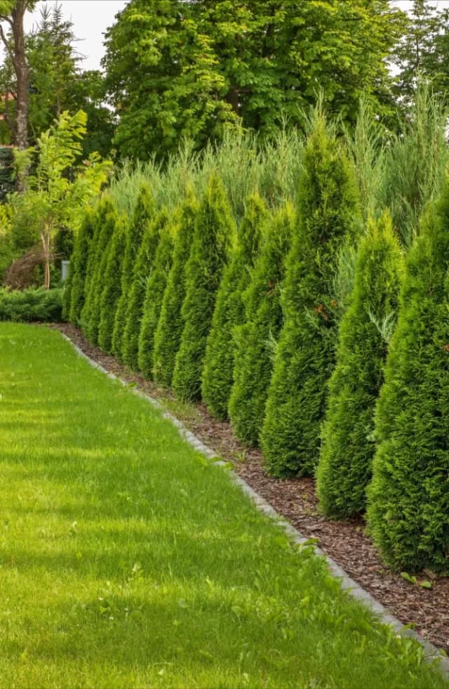 Plante de Grădină & Exterior