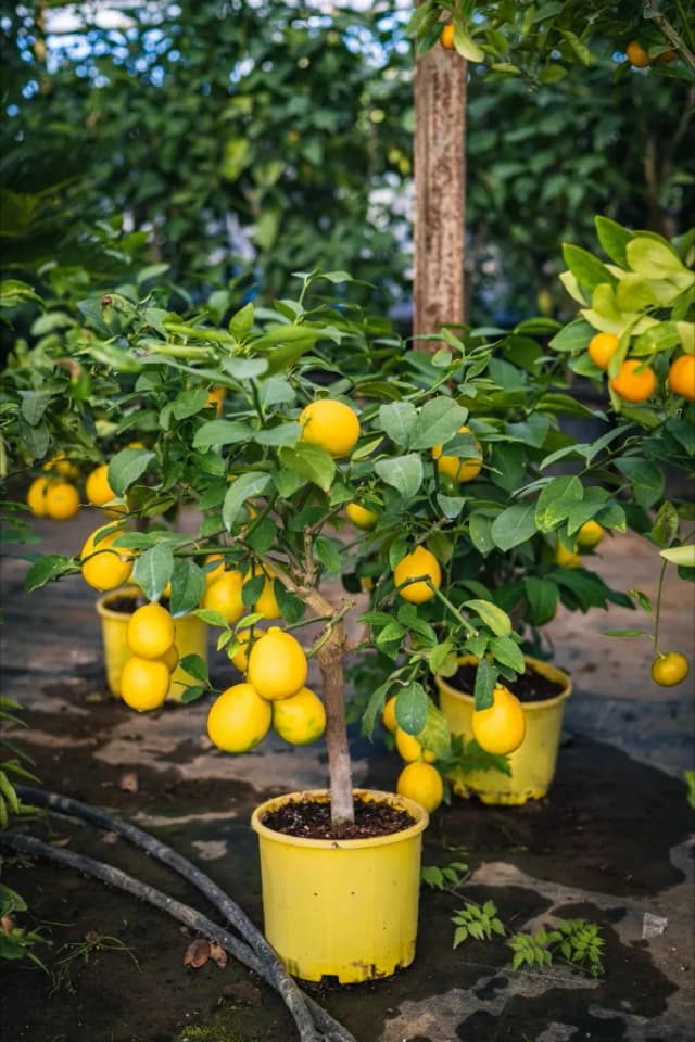 Plante Mediteraneene