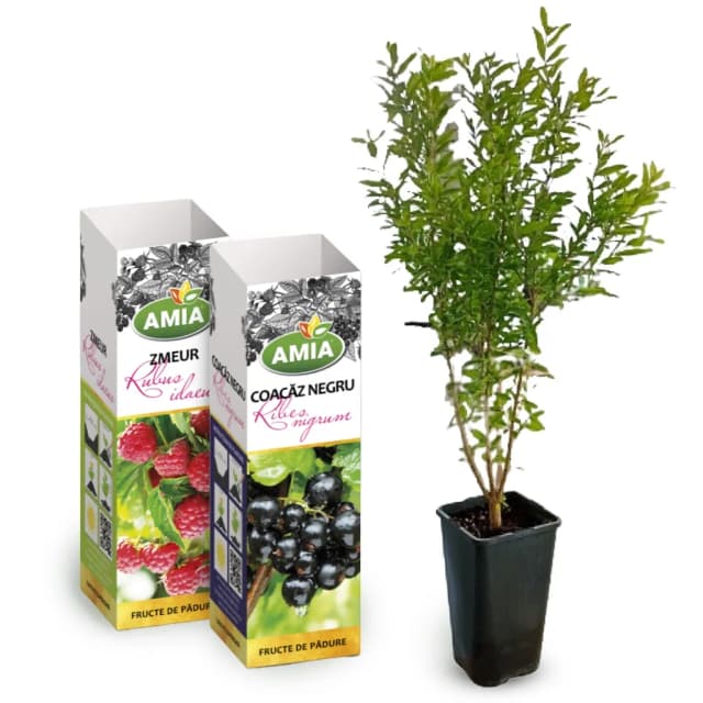 Arbori și Arbuști Ornamentali