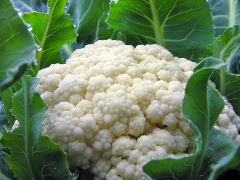 Conopidă 6 buc/pack - 1