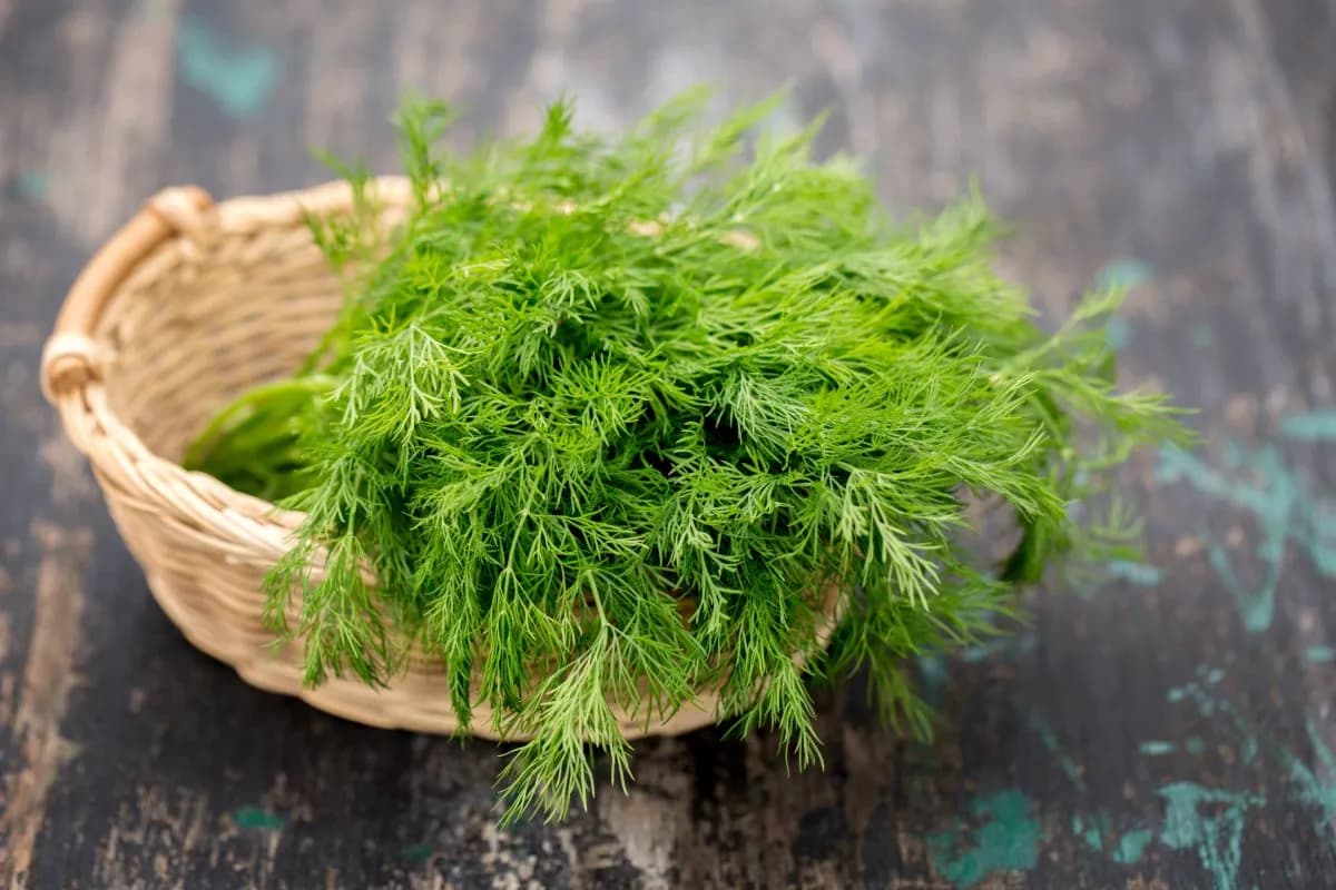 Dill 10.5 cm - 1