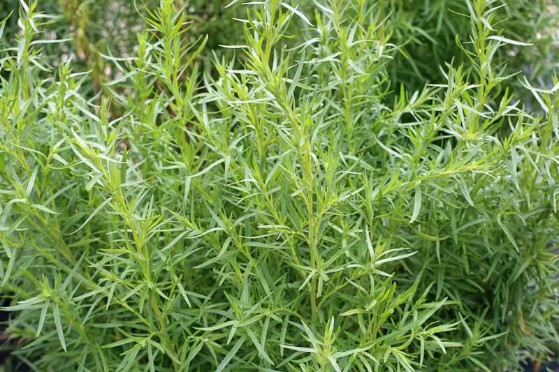 Tarragon 10.5 cm - 1