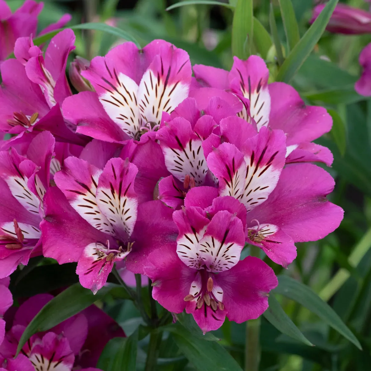 Alstromeria 19cm - 1