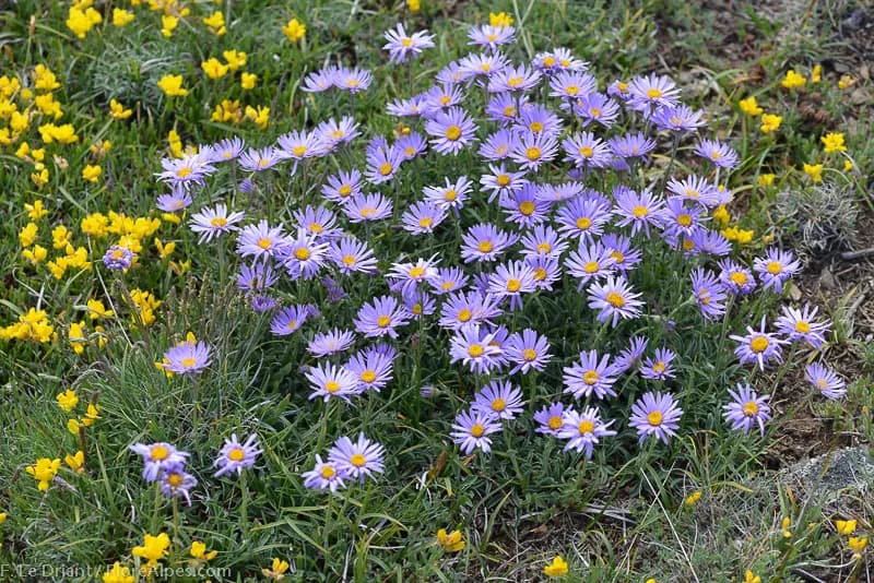 Aster 19 - 1