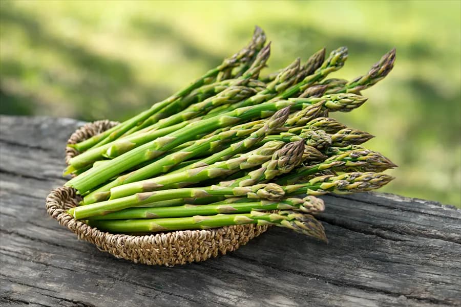 Asparagus plumosus(tutore) 19 cm - 1
