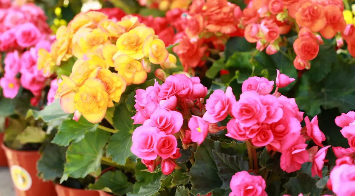 Begonia curgatoare 21 cm - 1