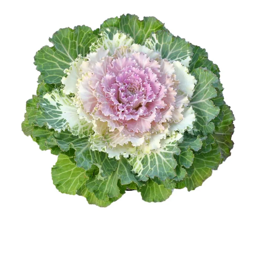 Brasica Oleracea 12 - 1