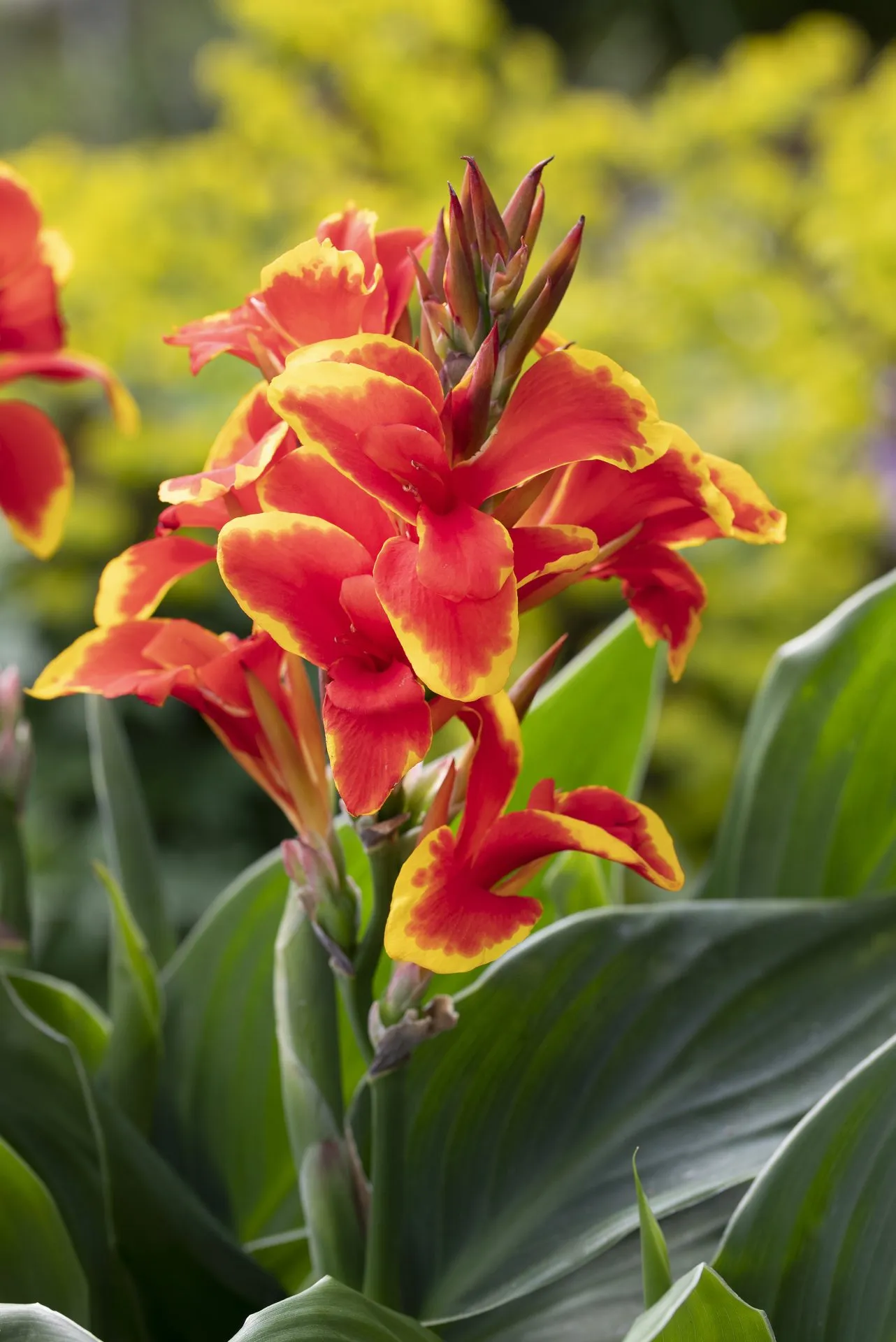 Canna 19 cm - 1