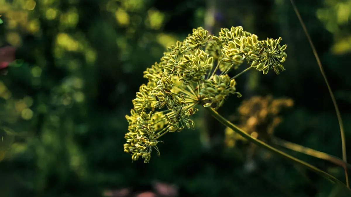 Caraway 9cm - 1