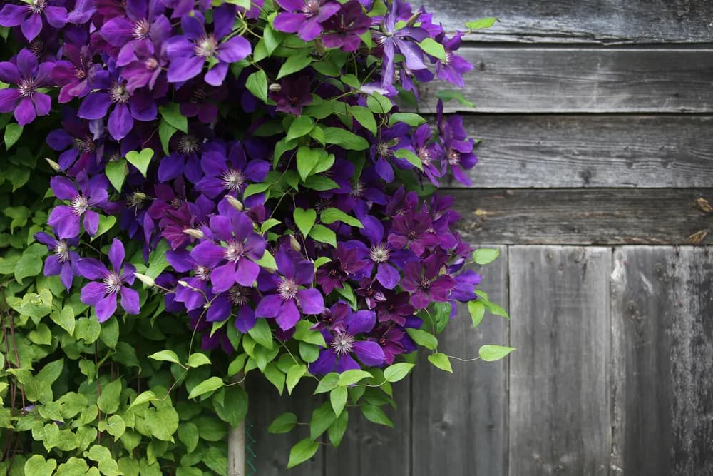 Clematis 2 L - 1