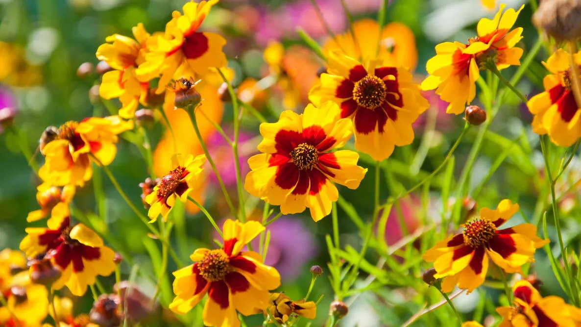 Coreopsis 17 cm - 1