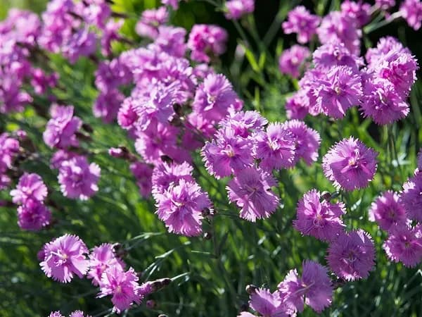 Dianthus 19 cm - 1