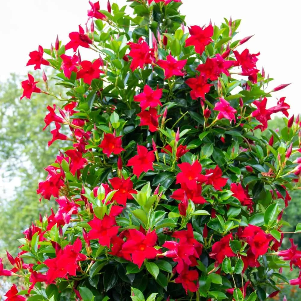 Dipladenia 15 L - 1