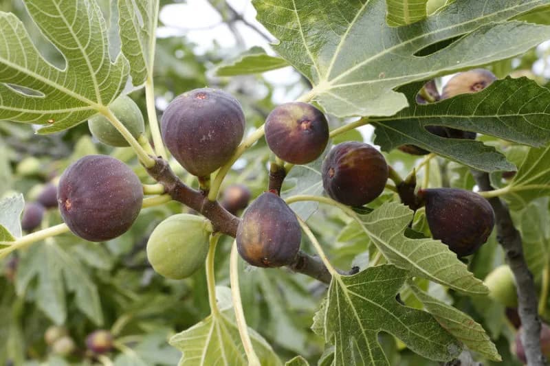 Ficus carica( smochin) stem 17 cm - 1