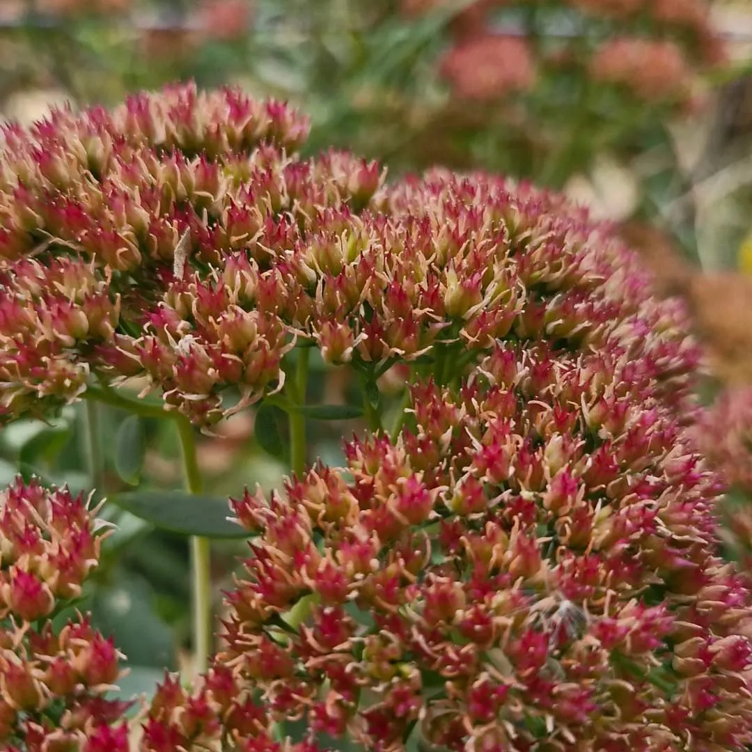 Floare de piatra 13 cm - 1