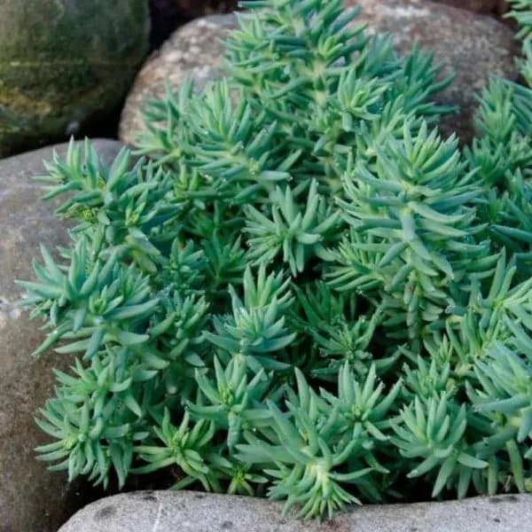 Flori de piatra 10,5 cm - 1