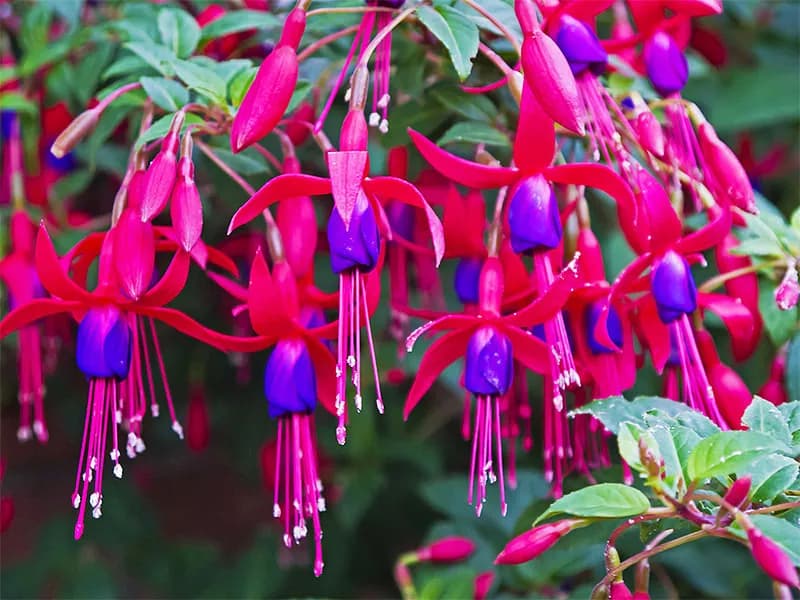 Fuchsia 10.5 cm - 1