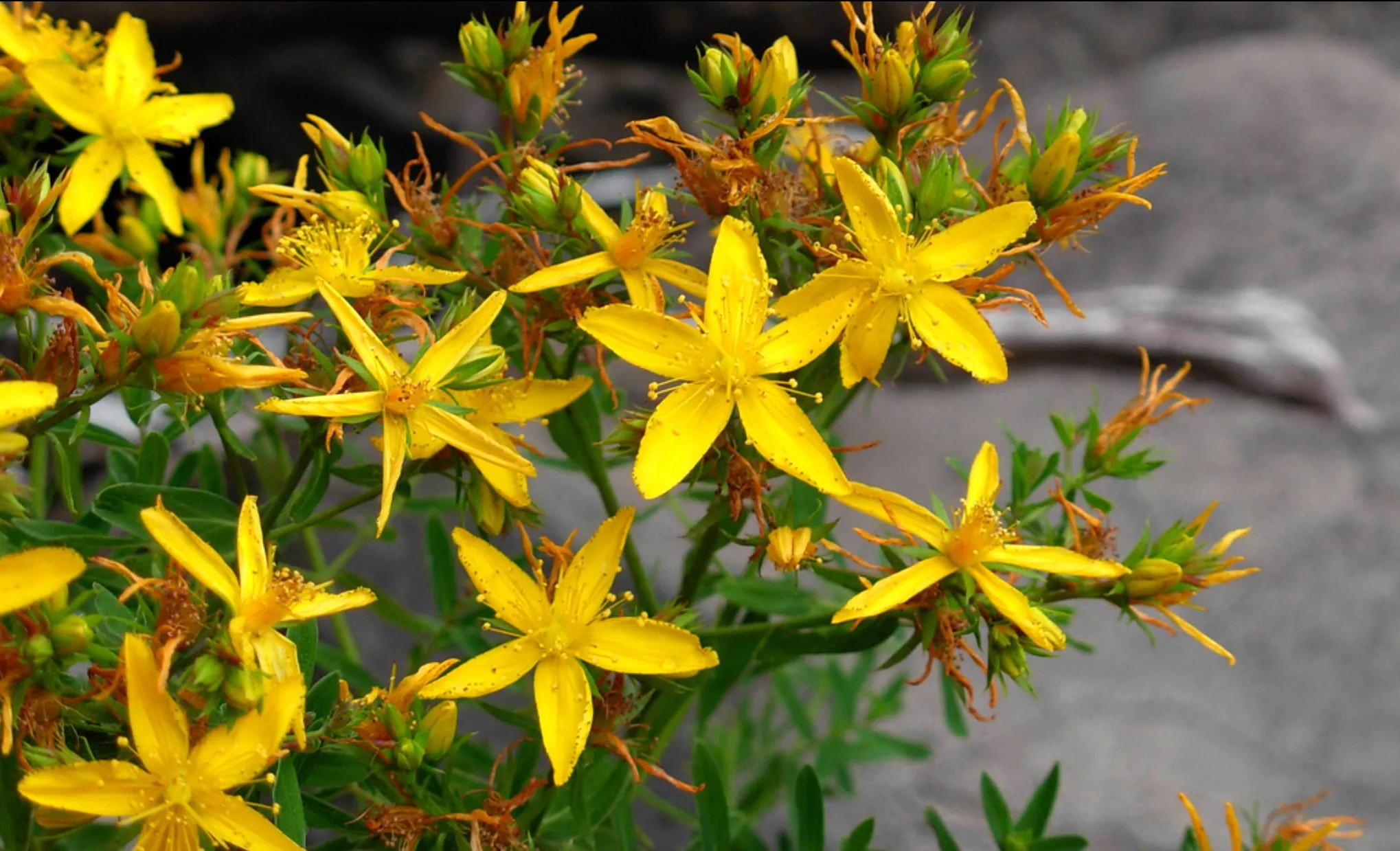 Hypericum 17cm - 1