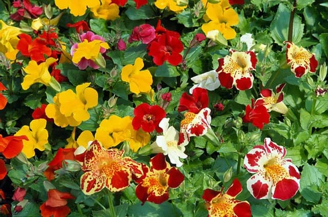 Mimulus 10,5 cm - 1