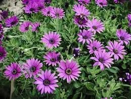 Osteospermum 19cm - 1