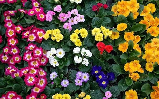 Primula 10,5 cm - 1