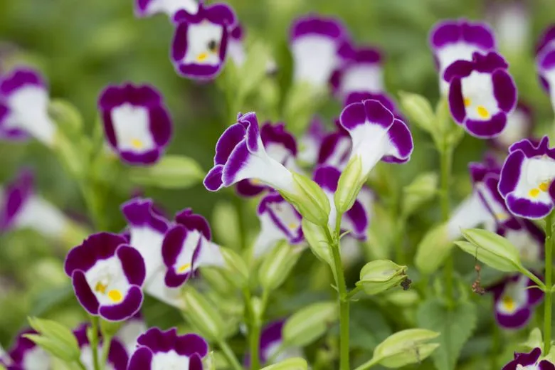 Torenia 10,5 cm - 1
