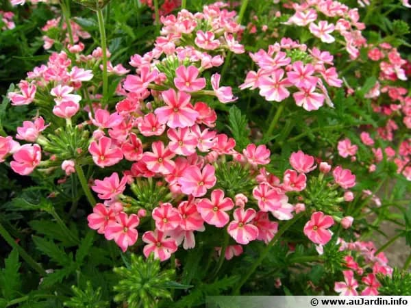 Verbena 10,5 cm - 1