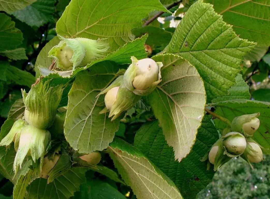 Hazel 3 L - 1