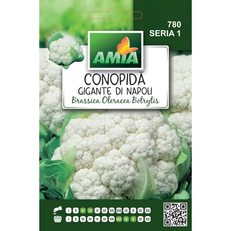 Conopida Gigante DI Napoli 0,8 g - 1