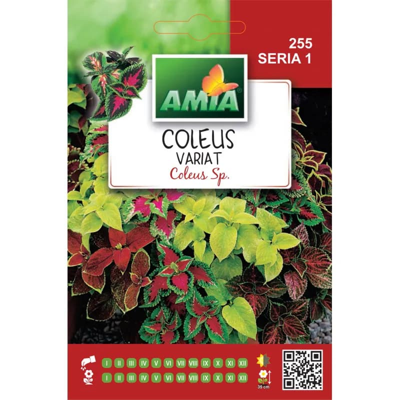 Coleus 0,15 g - 1