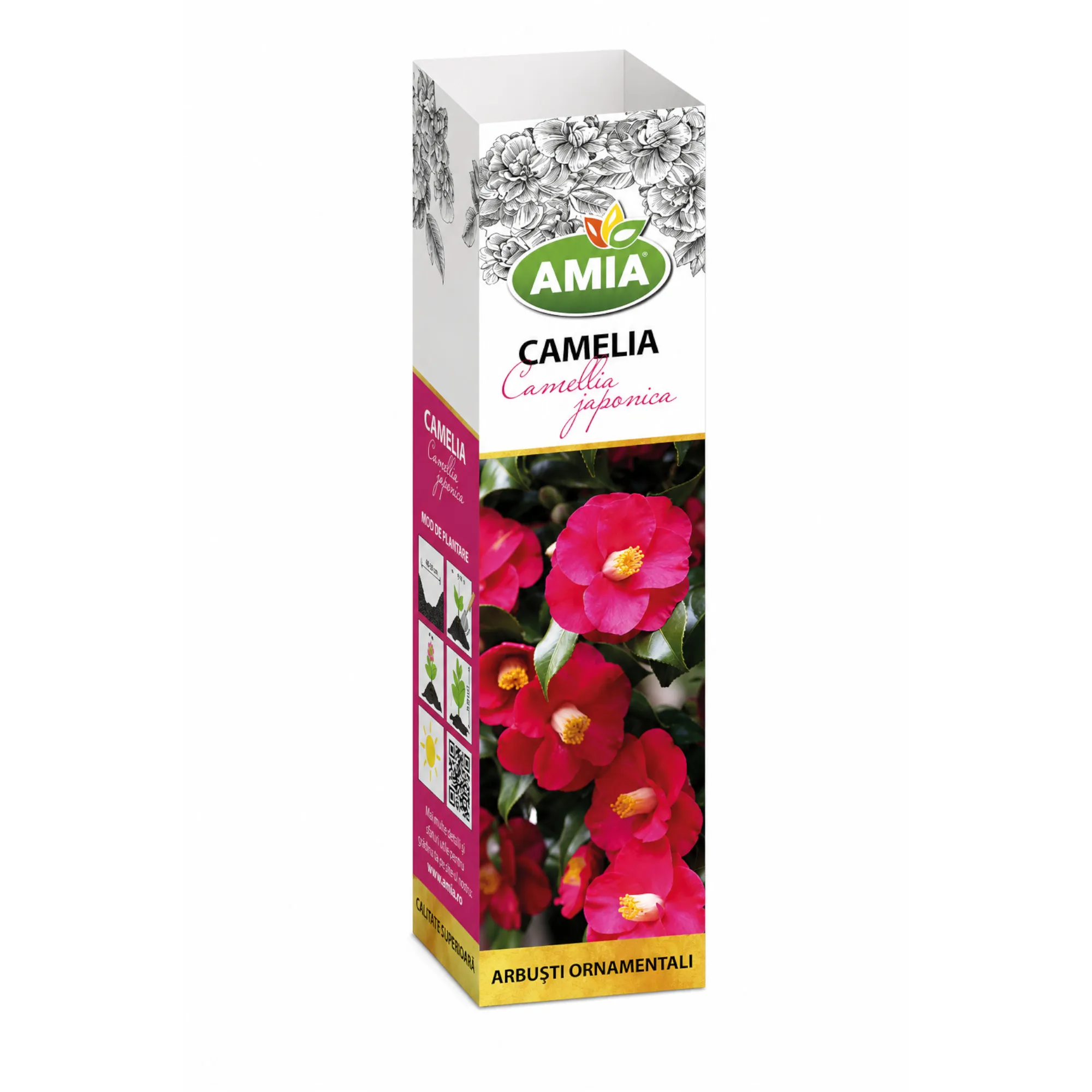 Butaş de Camelia Japonica Roșie - 1