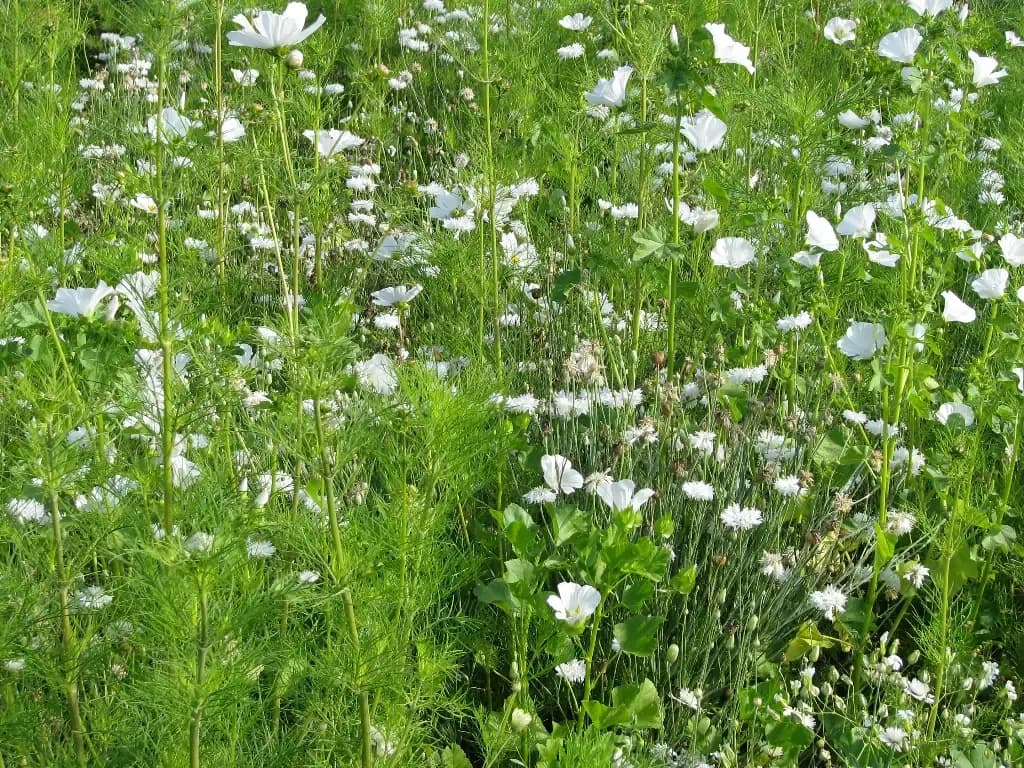 Estivale Tons Blancs – amestec de flori - 1