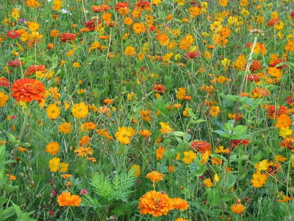 Estivale Tons Orange – amestec de flori - 1