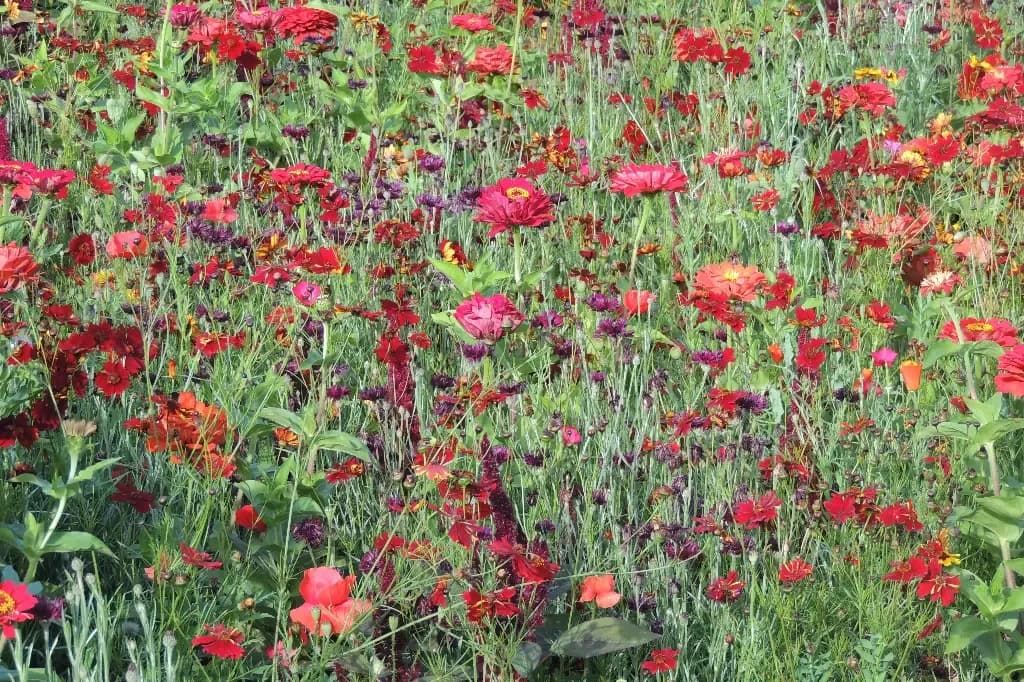 Estivale Tons Rouges – amestec de flori - 1