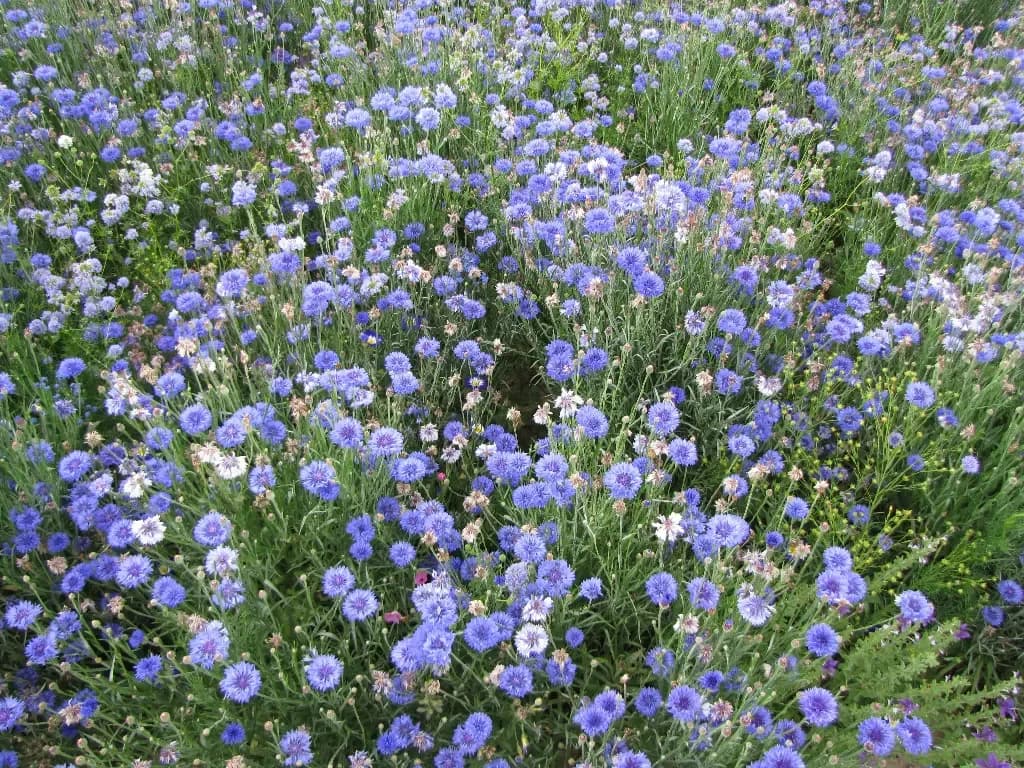 Estivale Tons Bleus – amestec de flori - 1