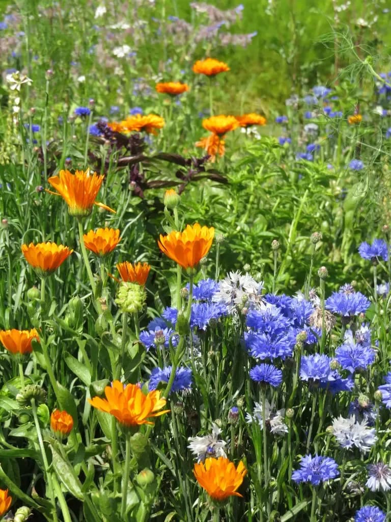 Fleurs comestibles - BIO – mélange de fleurs comestibles - 1