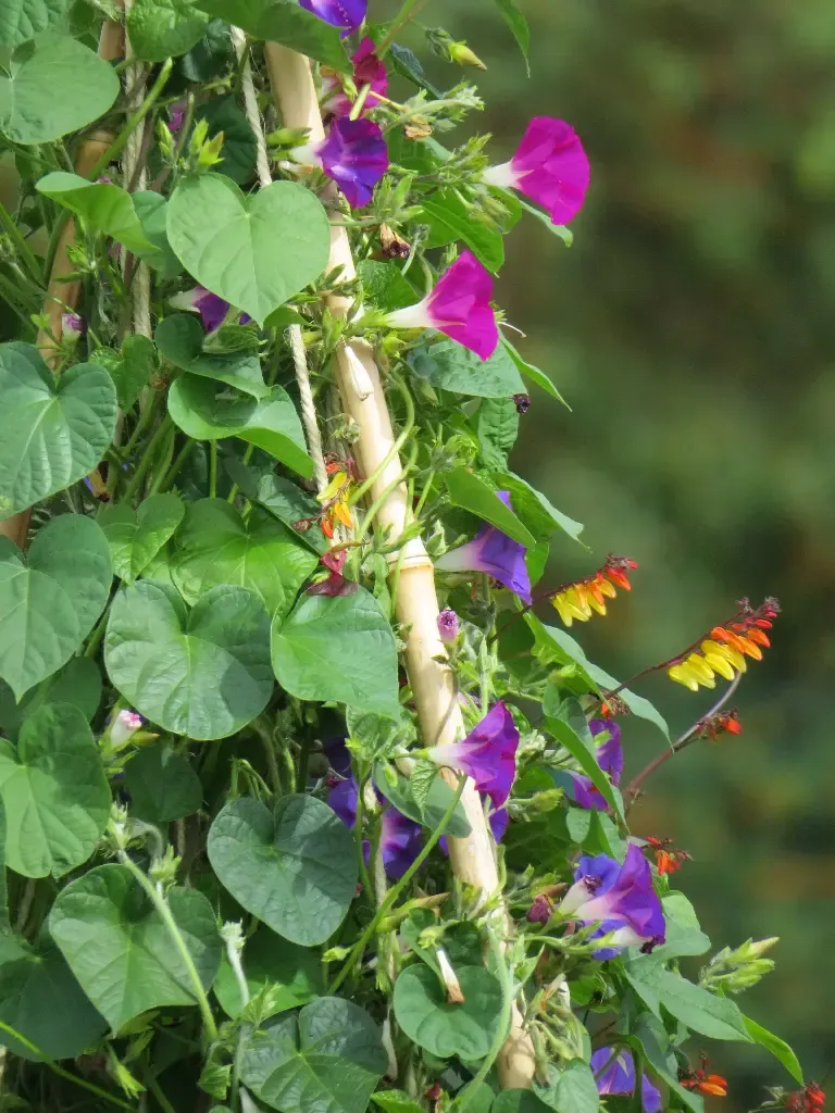 Fleurs Grimpantes – amestec de flori - 1