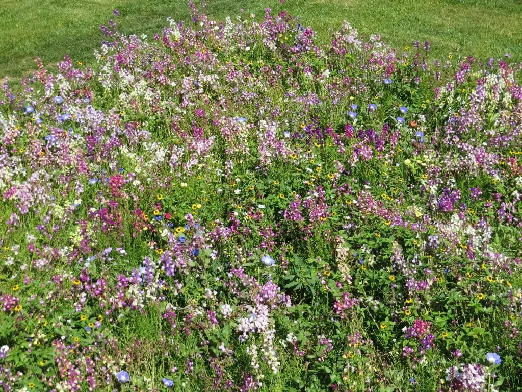 Fleurs Tapissantes – amestec de flori - 1