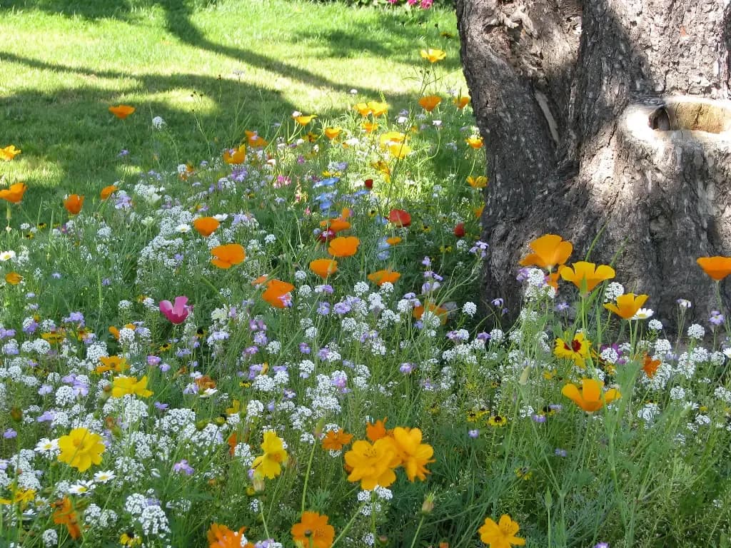 Fleurs Passe-Partout – amestec de flori - 1