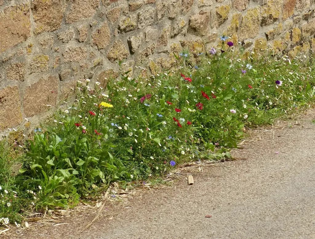 Fleurs Pieds de Murs – amestec de flori - 1