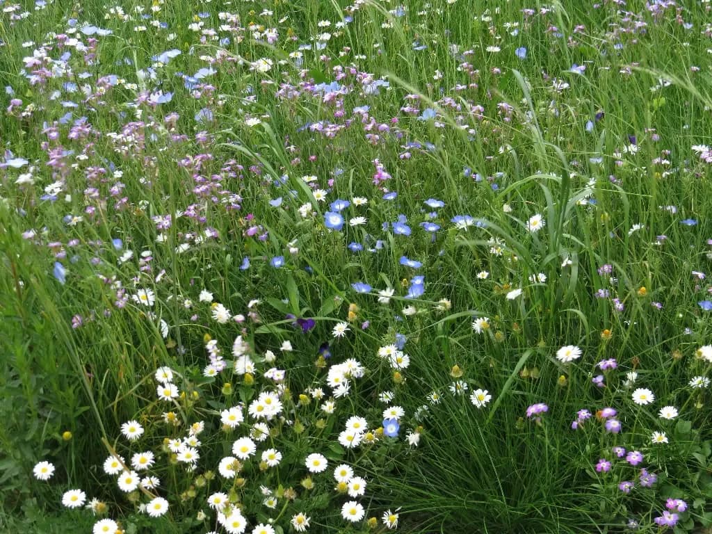 Au Ras des Pâquerettes – amestec de flori - 1