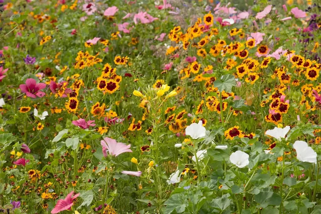 Fleurs Milieux Humides – amestec pentru soluri umede - 1