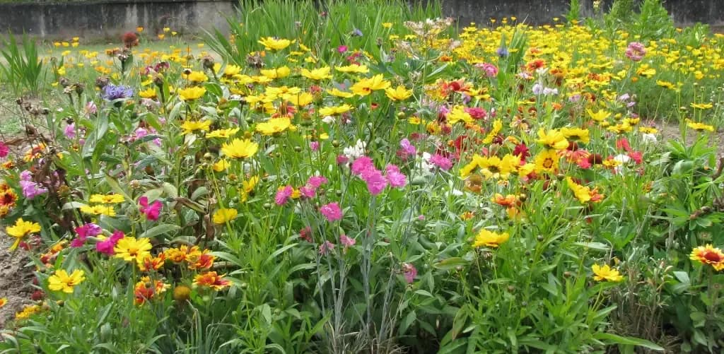 Fleurs Vivaces Midi – amestec peren - 1