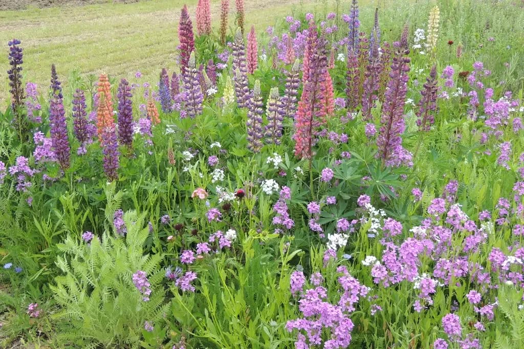 Fleurs Vivaces Maxi – amestec peren - 1