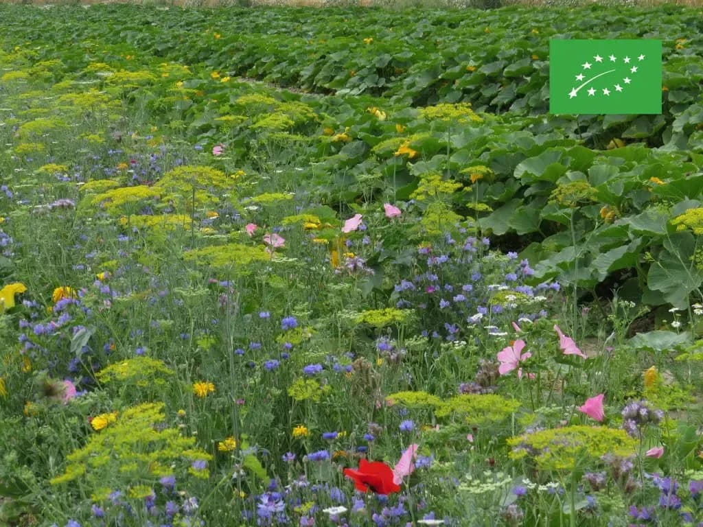 Oxipoli BIO Maraîch. Auxil. & Pollinisateurs - Annuel - BIO – amestec pentru insecte utile - 1