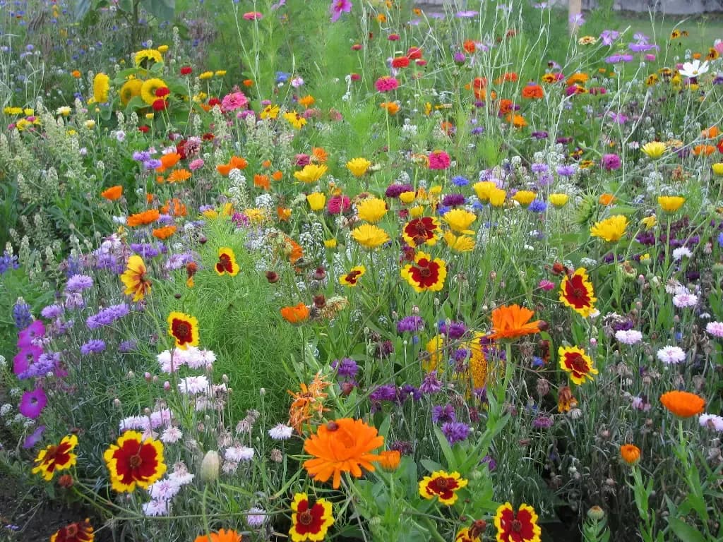 Fleurs pour Papillons – amestec pentru fluturi - 1