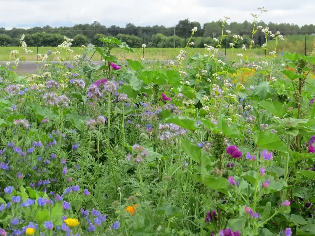 Jachère Mellifère – mélange mellifère - 1